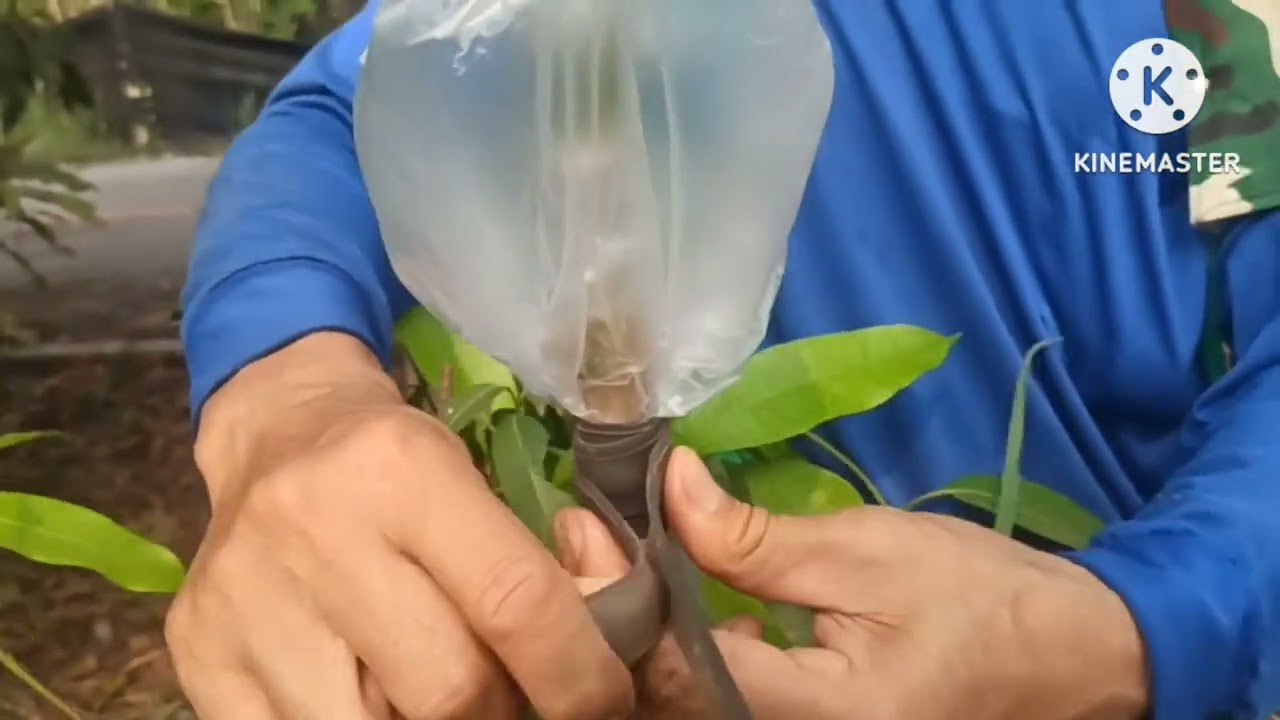 เสียบยอดมะยงชิด