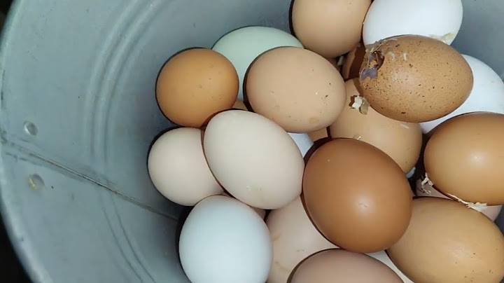 WITH A BUCKET IN THEIR FACES😅THE CHICKENS HAVE GOEN CRAZY.