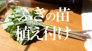 ふきの植え付け　Japanese butterbur planting
