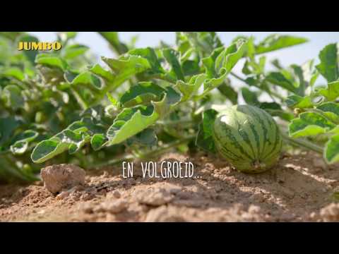 Video: Watermeloenen Groeien In Barre Klimaten