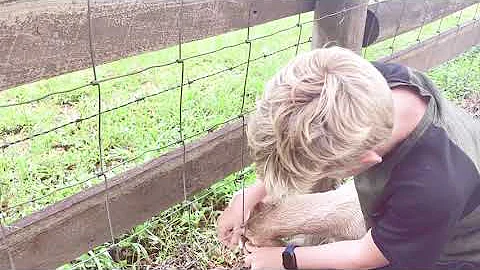 How to Keep Your Goats from Getting Stuck in a Fence