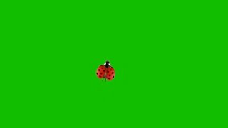 Ladybug On Green Screen