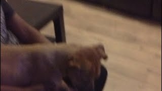 Teste L Intelligente De Un Chien