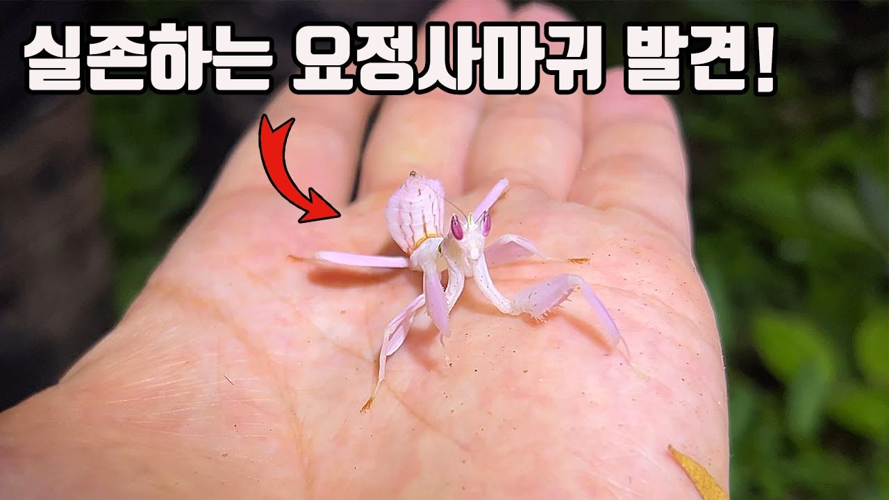 귀여워 미치는줄알았네요 ㅎㅎ세상에서 가장 귀엽고 아름다운 사마귀를 실제로 발견했는데...