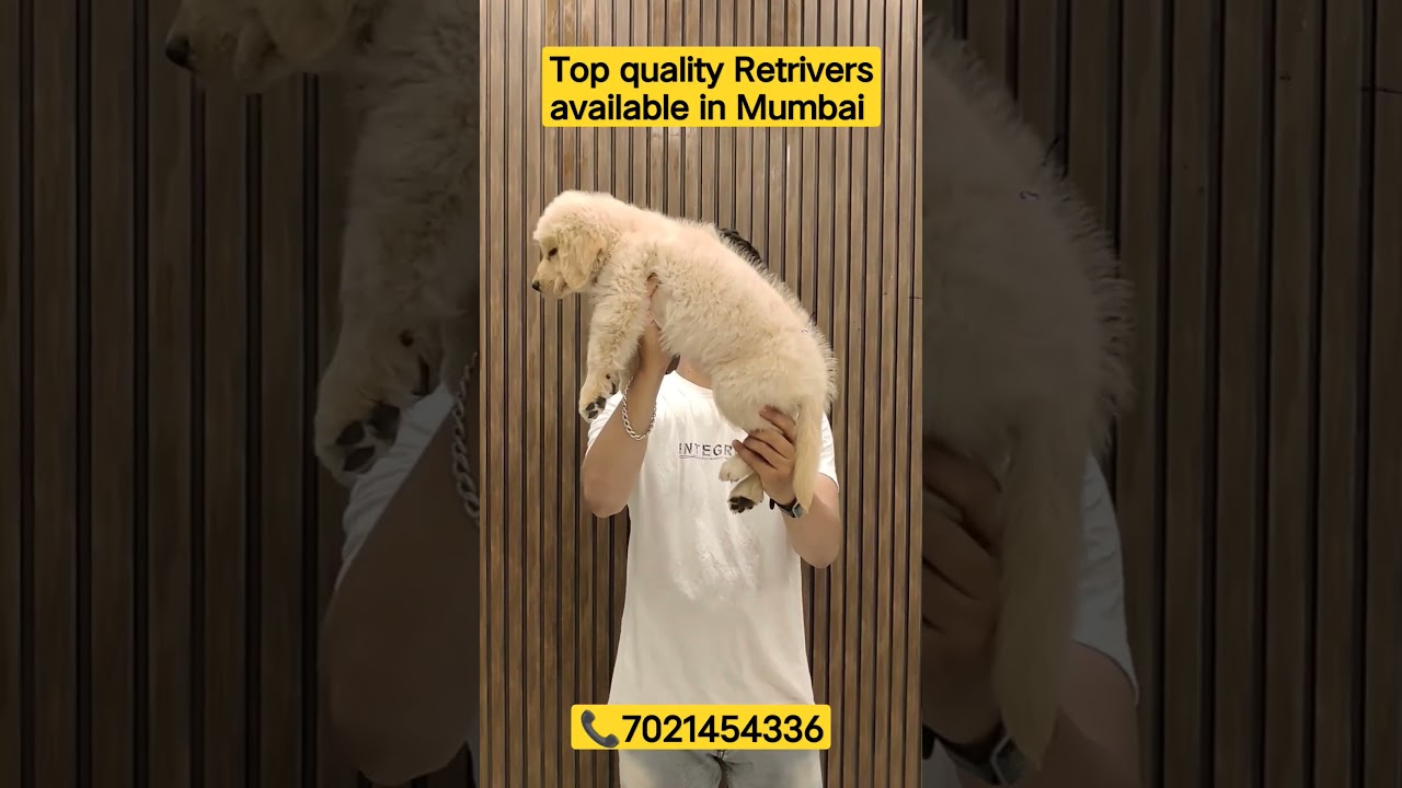 top quality, super cute golden retrievers for sale in Mumbai, dogs sale in Mumbai 
