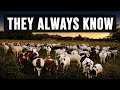 Why Every Animal in This Herd Knows Something You Don’t