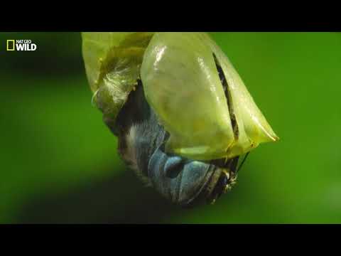 Vidéo: Combien d'œufs pond un papillon morpho bleu ?