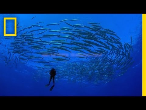 Our Ocean Can Rebuild Itself and We Can Help | National Geographic