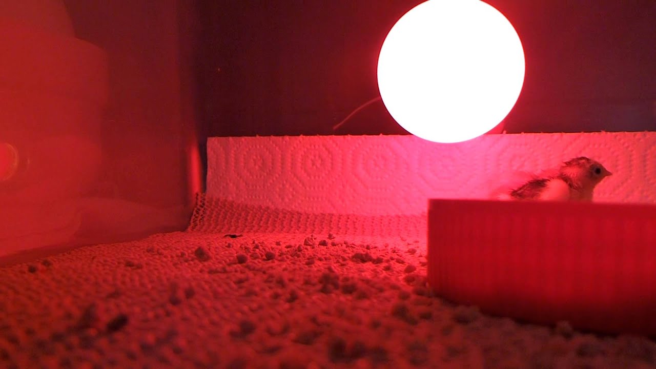 Chinese Blue-breasted Quail Chicks