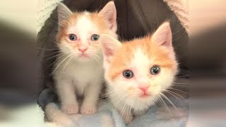 Rescue 2 Cute Kittens, A Bit Sick and Overwhelmed