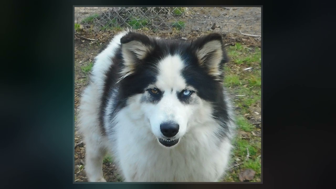 Native American Dogs