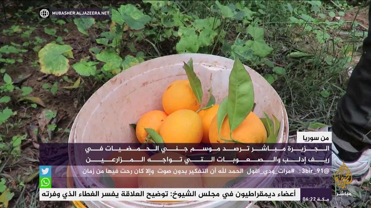 موسم جني الحمضيات في ريف إدلب
