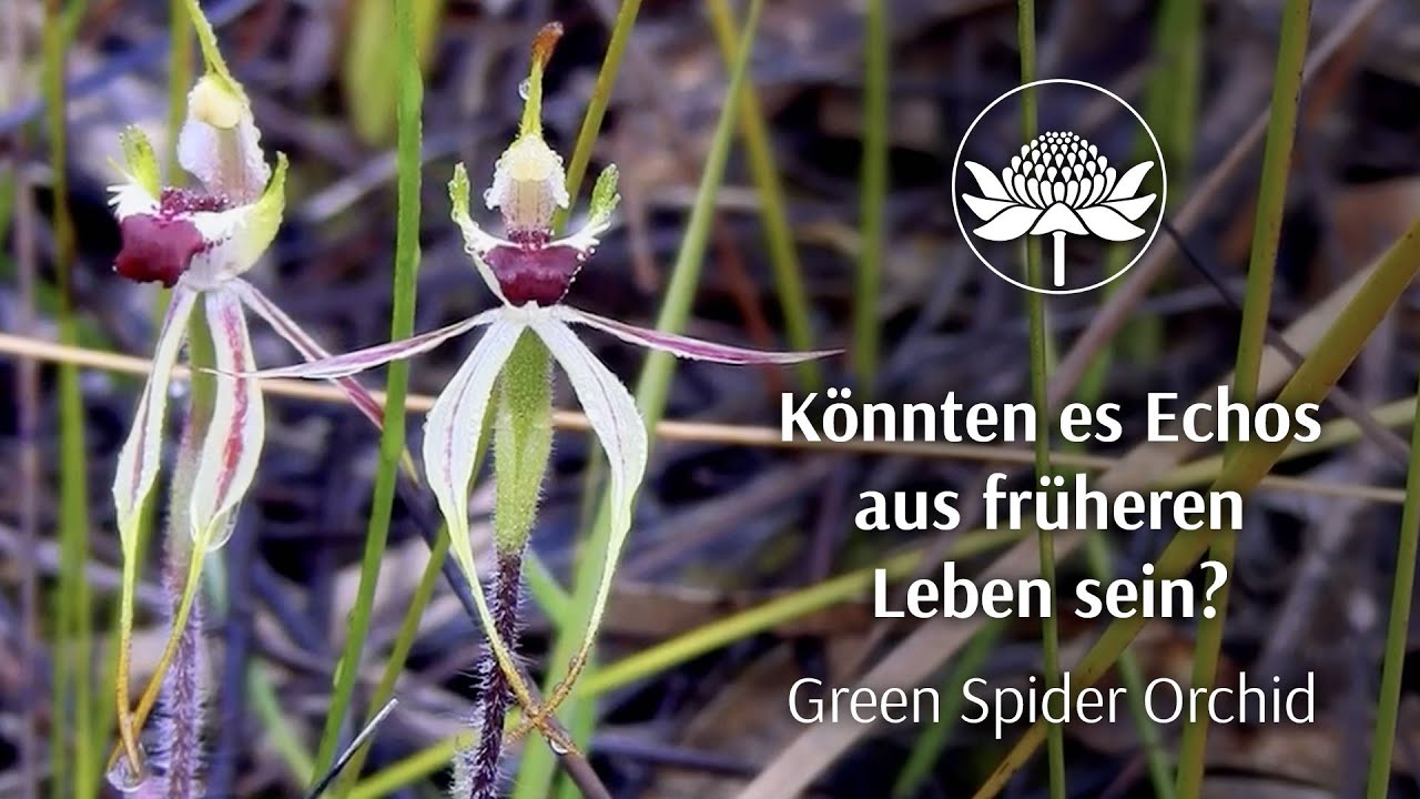 Könnten es Echos aus früheren Leben sein? | Green Spider Orchid