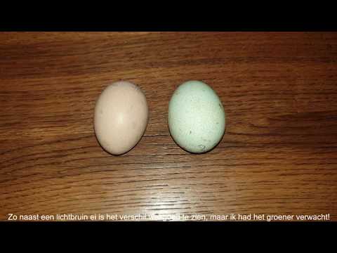 beneden kopen Gedragen Groene Eieren Welke Kip? (Solved) - Lykkes Liv