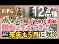 【こぼれ種】とりあえず植えておけば毎年5月に咲く植物💐12品種紹介！ラクしてガーデニングを楽しみたい人におすすめ【園芸】