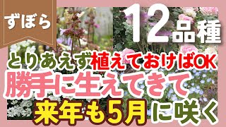 【こぼれ種】とりあえず植えておけば毎年5月に咲く植物💐12品種紹介！ラクしてガーデニングを楽しみたい人におすすめ【園芸】