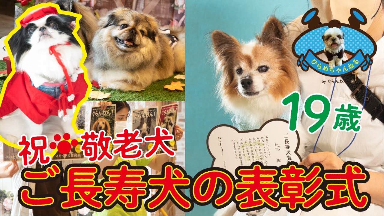 犬の認知症はご長寿の証 飼い主さんは自分を褒めてあげよう ぐらんわん