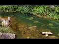 INCREDIBLE Fly Fishing on one of the BEST Trout Rivers in the World