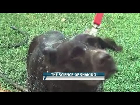 Video: Nr Paws, nėra problemos: specialiųjų poreikių šuniukas yra žavinga nesustabdoma