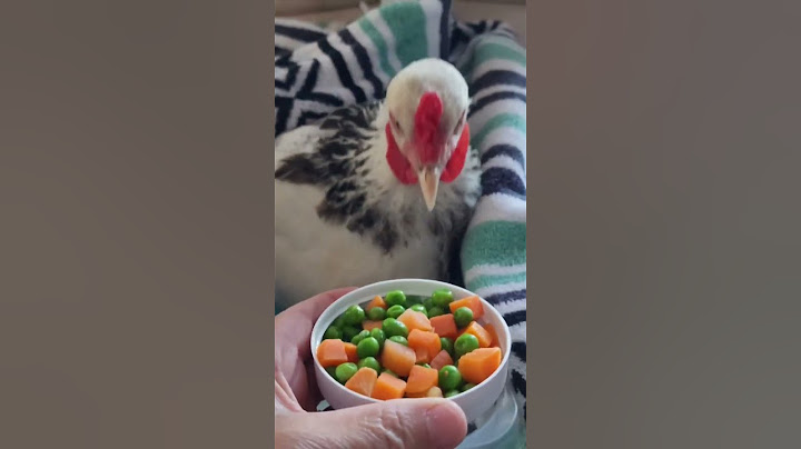 MY PET CHICKEN'S DINNER!!