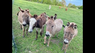 Mini donkeys took down the gate & escaped!