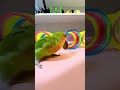 Bird Training:smart lovebird parrot l smart little cute parrot #training#smartparrot#cutebaby