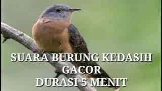 Suara Burung Kedasih