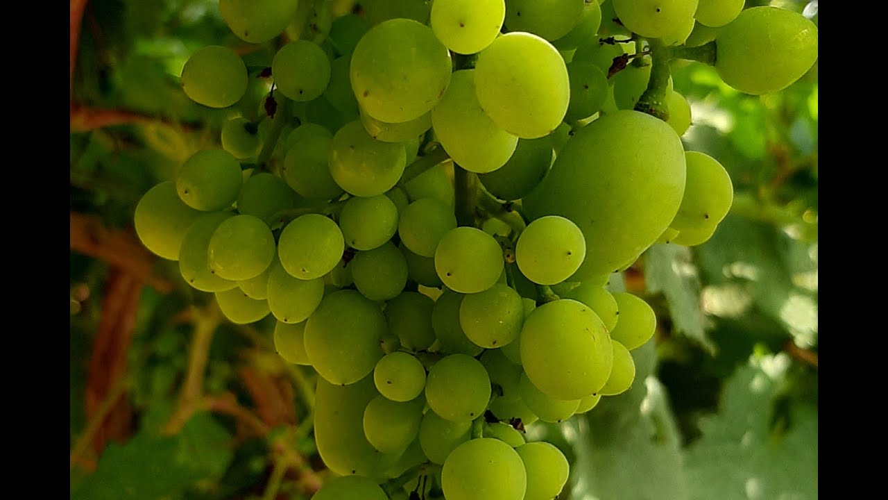 ظاهرة حب الصغير وحب الكبير بعنقود العنب