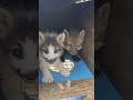 New fox kits surrendered from a fur farm