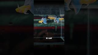 Beginners Guidehow To Care Yourpregnant Guppy