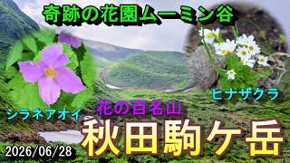 100 Famous Flower Mountains] Hiking Mt. Akita-Komagatake and the