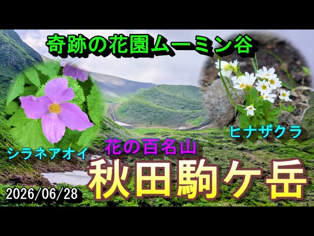 100 Famous Flower Mountains] Hiking Mt. Akita-Komagatake and the