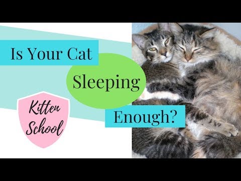 Why do Cats Sleep so Much? Their Health depends on It ...