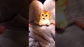 Những chú mèo cực đáng thương ( jack wolfVN)