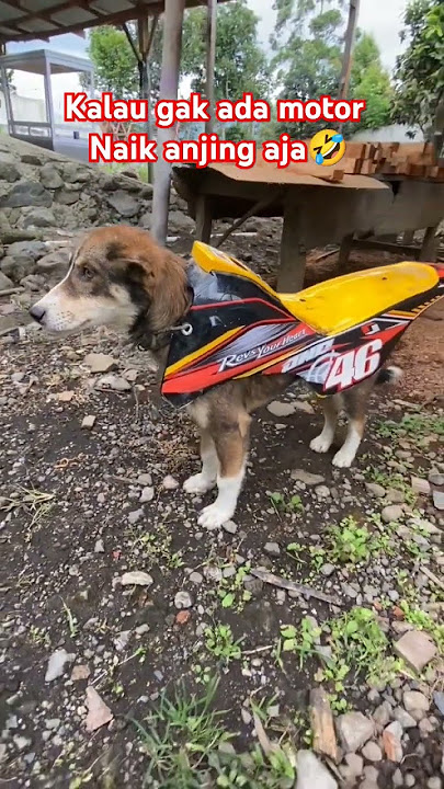 Kalau gak ada motor naik anjing aja ya #videoshort #lucuabis #lucungakak #kocakabis #fypシ゚viral