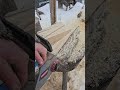 Making wooden wedges with a CHAINSAW. #wood #craft #woodworking #diy #homesteading #tools #howto