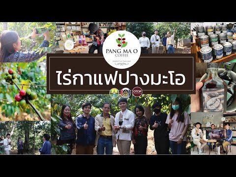แอ่วโตยกั๋น : EP.9 ไร่กาแฟปางมะโอ (PANGMAO COFEE) - OTOP นวัตวิถี : พัฒนาชุมชนจังหวัดลำปาง