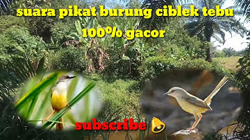 Suara burung ciblek tebu jantan gacor (pikat dan masteran)