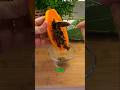 Papaya Seeds Truth They Don’t Tell You 😳#PapayaSeeds #NaturalRemedy #HealthSecrets #WellnessTok