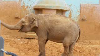 Слоны в Московском зоопарке снова гуляют на свежем воздухе