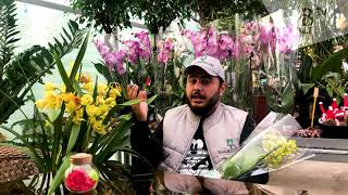 «Көгілдір орхидея» порносын қараңыз