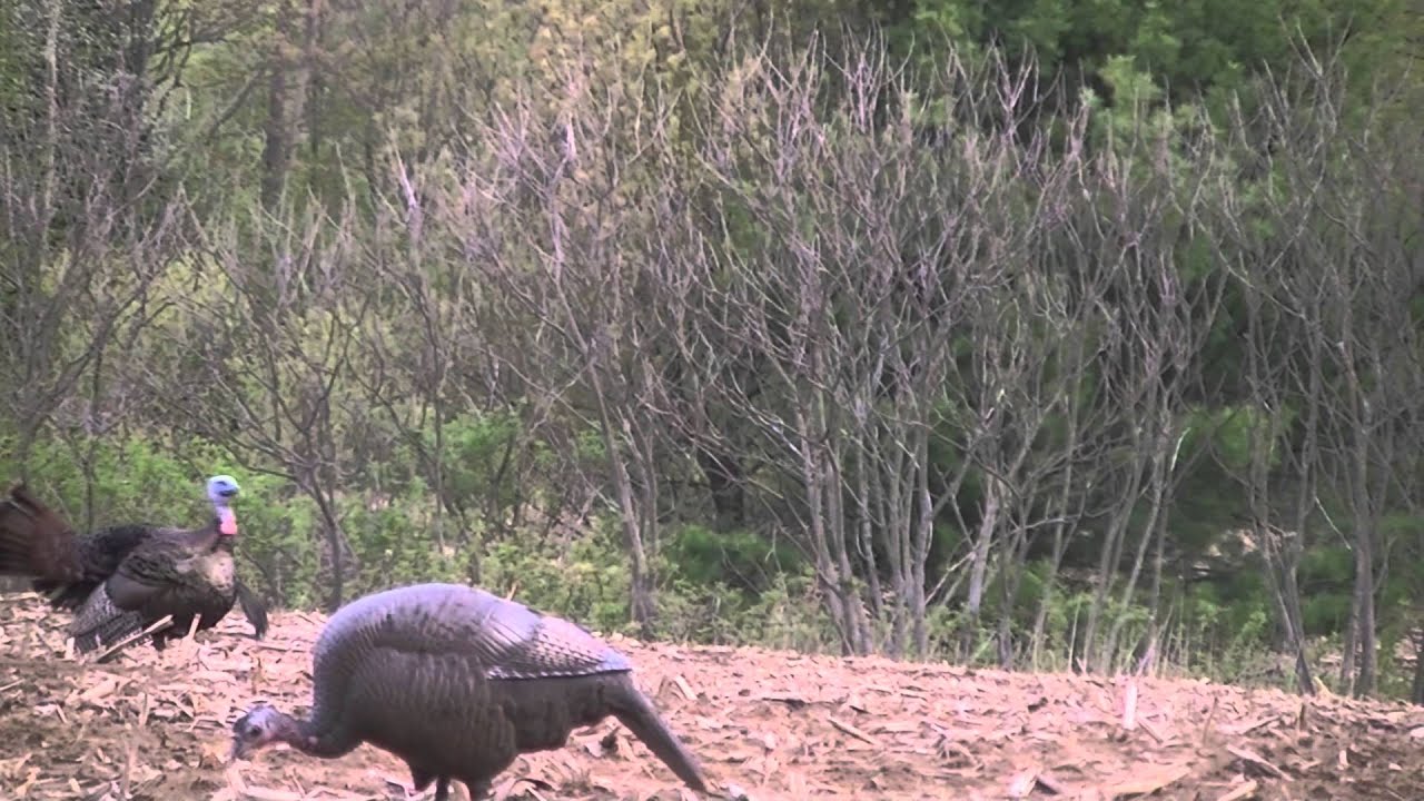 Turkey Hunting In Southern Ontario 