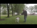 How to train a dog. The basics: sit, come, stay. Hunting dog to house dog. How to train a dog. The basics: sit, come, stay. Hunting dog to house dog.