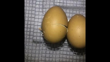 Chick hatching from egg time lapse