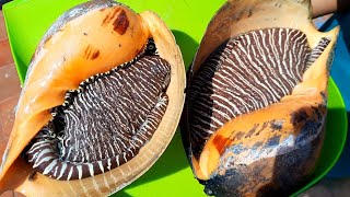 Jumbo Conch Meat Recipe | Melo Melo Jumbo Sea Snail | Tips in Cleaning and Cooking | சங்கு கறி