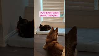 “Mom are you gonna do something about this?” Lesure Pet #coolingbed #dogbed #catbed #lesurepet