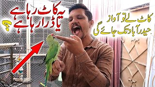 How to Teach Parrot Hand Tame Talking ? | Urdu/Hindi | PBI Official screenshot 1