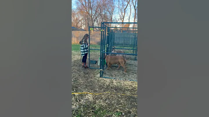 YARD TIME FOR XXL AMERICAN BULLY BUSTER 🦁 #americanbully  #xxl #shorts