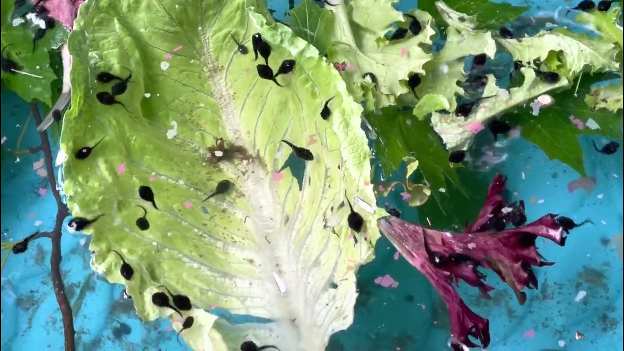 Happy Tadpoles eating lettuce YouTube