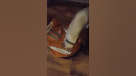 Cat playing with his catnip toy